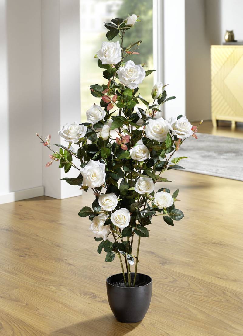 Rosenstrauch im Topf, Weiss Rosenstrauch im Topf, Weiss von BADER