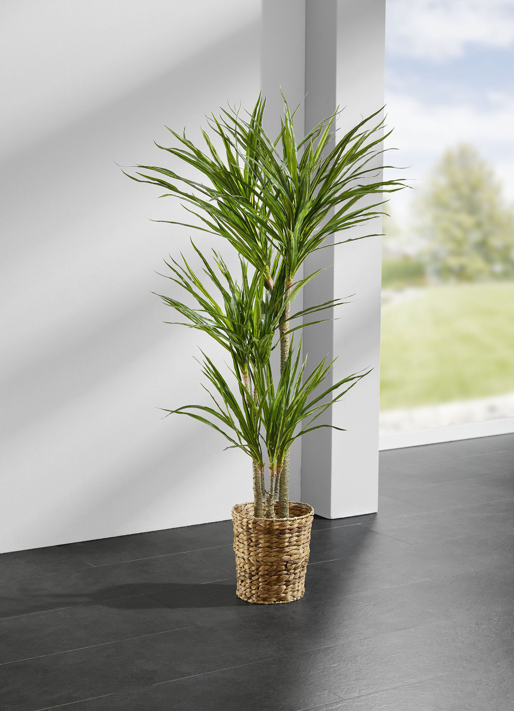 Yucca-Palme im Topf, Grün Yucca-Palme im Topf, Grün von BADER