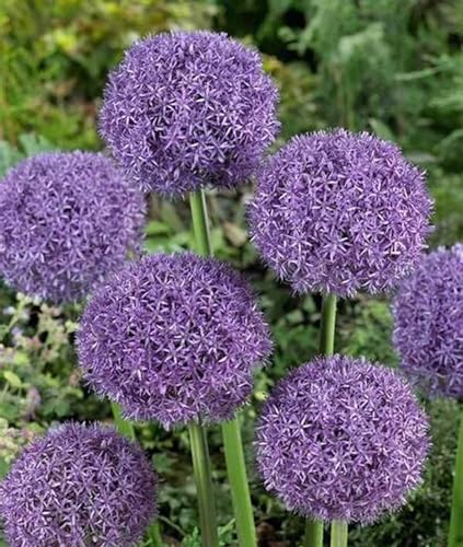 Allium Caeruleum,Bonsai-Zwiebel,5 Jahre Pflanzenzwiebel,MehrjäHrig,Zierlauch,Zierlauch Zwiebeln Winterhart MehrjäHrig,Allium-Zwiebel,Winterharte Zwiebel-10 Zwiebeln-C von BAHELS