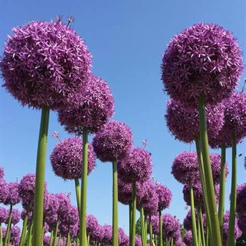 Allium Caeruleum,Bonsai-Zwiebel,5 Jahre Pflanzenzwiebel,MehrjäHrig,Zierlauch,Zierlauch Zwiebeln Winterhart MehrjäHrig,Allium-Zwiebel,Winterharte Zwiebel-10 Zwiebeln-D von BAHELS