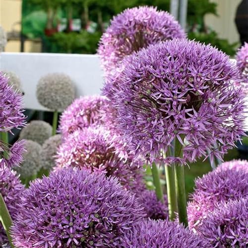 Allium Caeruleum,Bonsai-Zwiebel,5 Jahre Pflanzenzwiebel,MehrjäHrig,Zierlauch,Zierlauch Zwiebeln Winterhart MehrjäHrig,Allium-Zwiebel,Winterharte Zwiebel-10 Zwiebeln-E von BAHELS