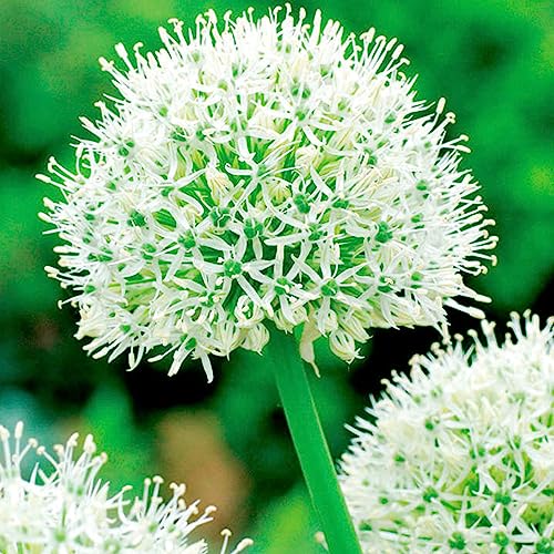 Allium-Zwiebel,Allium Caeruleum,5 Jahre Pflanzenzwiebel,Zierlauch Zwiebeln Winterhart MehrjäHrig,Bonsai-Zwiebel,Winterharte Zwiebel,MehrjäHrig,Zierlauch-8 Zwiebeln-E von BAHELS