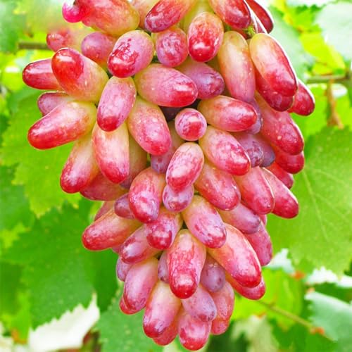 Tafeltraube Weintrauben kernlos, Lebende Pflanzen,Natürlich, Weinreben winterhart,Tafel-Trauben,Vielfalt,Winterhartes,Vitis vinifera,Traubenwurzel Pflanze,Weinreben-5 Weinreben pflanzen-D von BAHELS