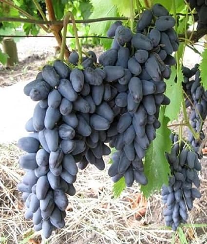 Tafeltraube Weintrauben kernlos,Weinreben, Lebende Pflanzen,Natürlich, Weinreben winterhart,Tafel-Trauben,Vielfalt,Winterhartes,Vitis vinifera,Traubenwurzel Pflanze-1 Weinreben pflanzen-E von BAHELS