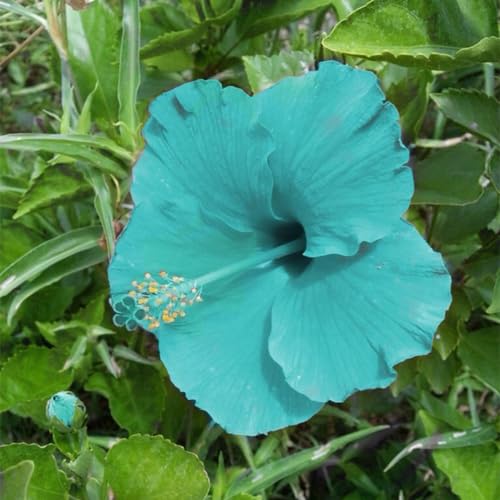 Vielfalt,Natürlich und biologisch, Winterhartes,Kältebeständig,Leicht zu keimen,Einfach anzubauen, Gesunde Zwiebeln, Winterharte Rhizome-1 Hibiskus Pflanzen von BAHELS