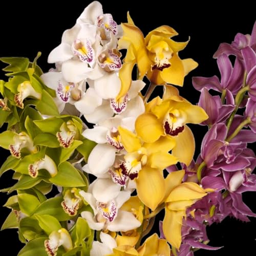 Winterhartes,Cymbidium Zwiebeln Winterhart Mehrjährig,Kolibri Orchids,Cymbidium Pflanzen Rhizome,Phalaenopsis Orchideen,Natürlich,Orchideen Pflanzen-3 Zwiebeln-A von BAHELS