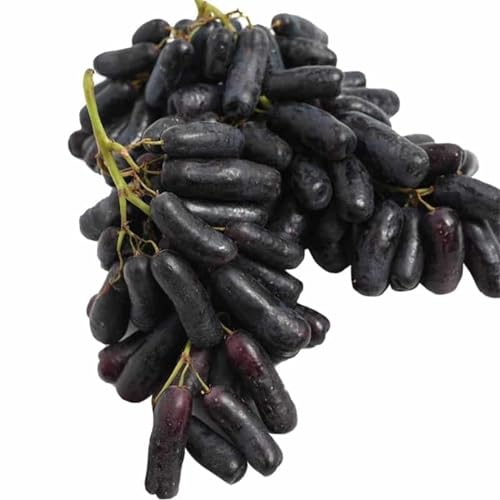 Winterhartes,Vitis vinifera,Tafeltraube Weintrauben kernlos,Weinreben, Lebende Pflanzen,Natürlich, Weinreben winterhart,Tafel-Trauben,Vielfalt,Traubenwurzel Pflanze-3 Weinreben pflanzen-A von BAHELS