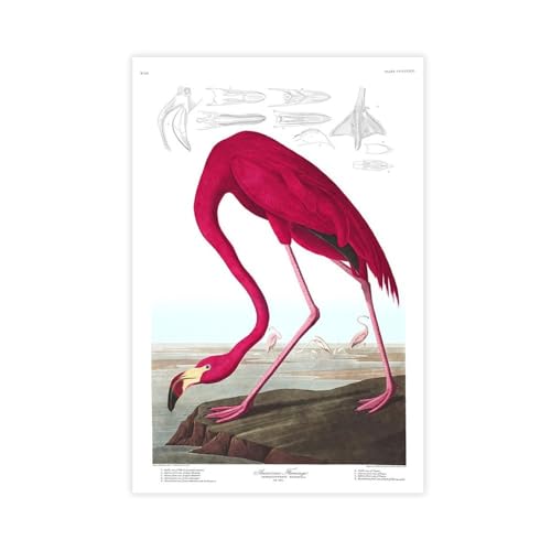 BAJHTGHG Audubon Flamingo-Druck auf Leinwand, Poster, Wandkunstdruck, Bild, Gemälde, 50 x 75 cm BAJHTGHG Audubon Flamingo-Druck auf Leinwand, Poster, Wandkunstdruck, Bild, Gemälde, 50 x 75 cm von BAJHTGHG