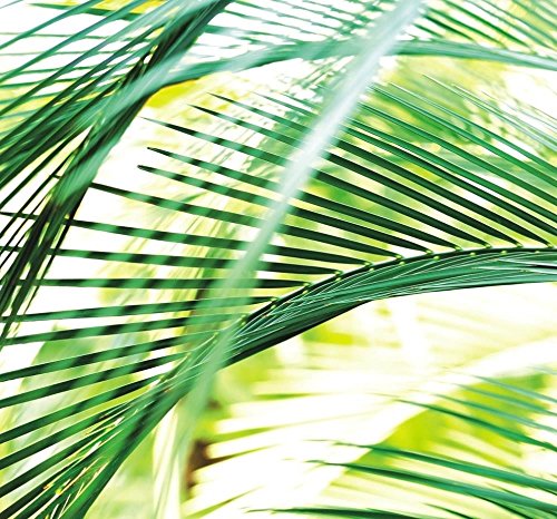 Rasch Tapete 890501 - Fototapete auf Vlies mit einem überdimensionalen Palmwedel in Grün und Weiß aus der Kollektion Magicwalls - 2,65 m x 2,65 m (LxB) von BAKRA_RASCH