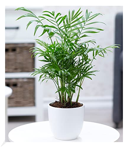 BALDUR Garten Chamaedorea Palme, 1 Pflanze, Luftreinigende Zimmerpflanze, unterstützt das Raumklima, Bergpalme Zimmerpalme, Grünpflanze, mehrjährig - frostfrei halten, Chamaedorea elegans BALDUR Garten Chamaedorea Palme, 1 Pflanze, Luftreinigende Zimmerpflanze, unterstützt das Raumklima, Bergpalme Zimmerpalme, Grünpflanze, mehrjährig - frostfrei halten, Chamaedorea elegans von BALDUR Garten