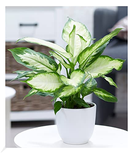 BALDUR Garten Dieffenbachie "Camilla", 1 Pflanze, Dieffenbachia maculata, Luftreinigende Zimmerpflanze, unterstützt das Raumklima, Grünpflanze, mehrjährig - frostfrei halten von BALDUR Garten