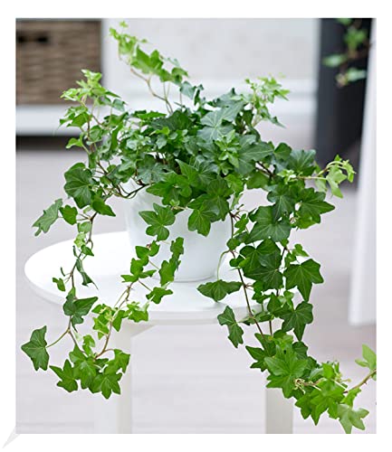 BALDUR Garten Efeu, 1 Pflanze, Luftreinigende Zimmerpflanze, unterstützt das Raumklima, Hängepflanze Hedera helix, Grünpflanze, mehrjährig - frostfrei halten von BALDUR Garten