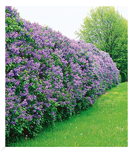 BALDUR Garten Flieder-Hecke, 1 Pflanze, Edelflieder Fliedertraum Blüten-Hecke, Sichtschutz, Syringa vulgaris, winterhart & anspruchslos, Schnittblume, blühend von BALDUR Garten