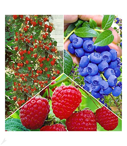 BALDUR Garten Beeren Naschgarten,5 Pflanzen, winterhart, blühend, Rubus idaeus, Vaccinium corymbosum, Fragaria x ananassa, Klettererdbeere, Heidelbeere, Himbeere, reiche Ernte an essbaren Früchten von BALDUR Garten