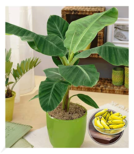 BALDUR Garten Musa Banana Tropicana, 1 Pflanze, Zimmerbanane Zimmerpflanze Zimmerpflanze, Grünpflanze, mehrjährig - frostfrei halten, Bananen-Früchte essbar, Musa oriental warf von BALDUR Garten