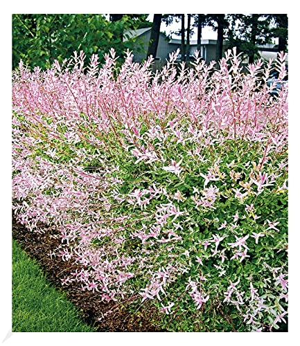 BALDUR Garten Salix-Hecke "Hakuro Nishiki", 1 Pflanze, Weide, Heckenpflanzen, Flachwurzler, winterhart, Schnittblume, Salix integra, Hecken-Strauch, Harlekinweide von BALDUR Garten