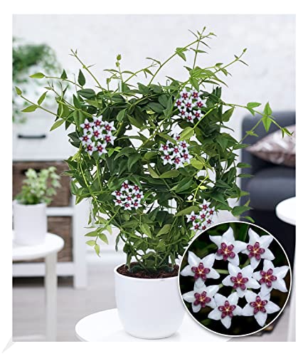 BALDUR Garten Wachsblume "Hoya Bella", 1 Pflanze, Porzellanblume, Rankpflanze, blühende Zimmerpflanze, mehrjährig - frostfrei halten, blühend, sternförmigen Blüten von BALDUR Garten