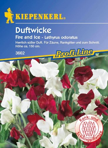 Duftwicke 'Fire and Ice', 1 Tüte Samen von Kiepenkerl