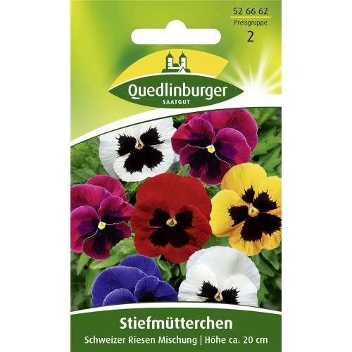 Quedlinburger Riesen-Stiefmütterchen'Schweizer Riesen', 1 Tüte Samen von Quedlinburger