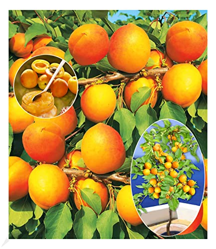 BALDUR Garten Aprikosen 'Compacta Super Compact®', 1 Pflanze, Aprikosenbaum, Prunus armenica, winterhart, mehrjährig, reiche Ernte an essbaren Früchten, selbstfruchtend, Obst-Rarität von BALDUR Garten