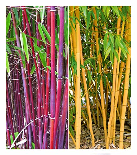 BALDUR Garten Bambus-Raritäten Kollektion, 2 Pflanzen, 1 Pflanze Roter Bambus Chinese Wonder Fargesia jiuzhaigou No.1 und 1 Pflanze Goldener Peking Bambus Phyllostachys aureosulcata aureocaulis, von BALDUR Garten