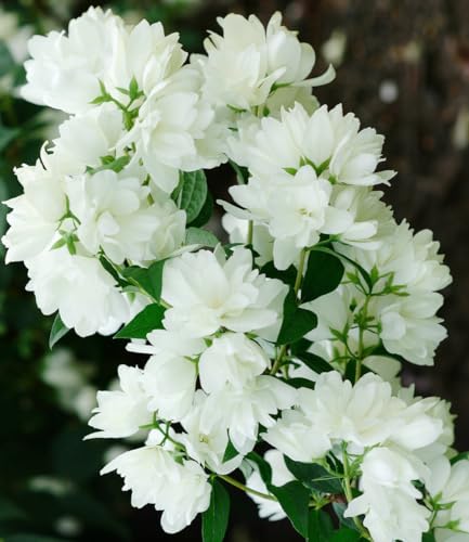 BALDUR Garten Schneeweißer Duft-Jasmin, 1 Pflanze, Philadelphus lemoinei Gartenjasmin duftend winterhart Duft-Jasmin, pflegeleicht, blühend, Blütenstrauch, Sommerjasmin von BALDUR Garten