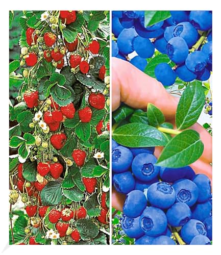 BALDUR Garten Beeren-Kollektion, 4 Pflanzen, 3x Klettererdbeere und 1x Heidelbeere Reka, essbare Früchte, winterhart, blühend, Vaccinium corymbosum, Fragaria x ananassa von BALDUR Garten