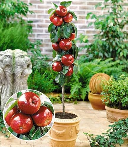 BALDUR Garten Befruchtersorte Apfel 'Gala', 1 Pflanze, essbare Früchte, Säulenapfel Säulenobst winterhart, platzsparende Säule für kleine Gärten, Balkone & Terrassen, blühend, Malus domestica von BALDUR Garten