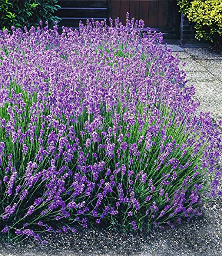 BALDUR Garten Blauer Lavendel Duftlavendel, 3 Pflanzen Lavandula angustifolia echter Lavendel, winterharte Staude, trockenresistent, mehrjährig, bienenfreundlich und schmetterlingsfreundlich, blühend von BALDUR Garten