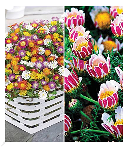 BALDUR Garten Blühende-Bodendecker-Kollektion, 7 Pflanzen, 5 Pflanzen Eisblumen Delosperma congestum und 2 Pflanzen Ringkörbchen Anacyclus depressus, winterharte Stauden, mehrjährig, blühend von BALDUR Garten