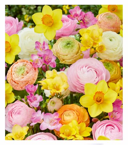 BALDUR-Garten Blumenzwiebel-Mix 'Sweet-Spring',30 Zwiebeln, zarte Pastelltöne im Beet & Kübel, himmlischer Duft und lange Blütezeit, pflegeleicht & winterhart von BALDUR Garten