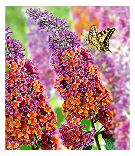 BALDUR Garten Buddleia Sommerflieder "Flower Power", 1 Pflanze, Buddleja Hybride, winterharter Schmetterlingsflieder, Schmetterlingsstrauch Zierstrauch, blühend, Buddleja weyeriana von BALDUR Garten