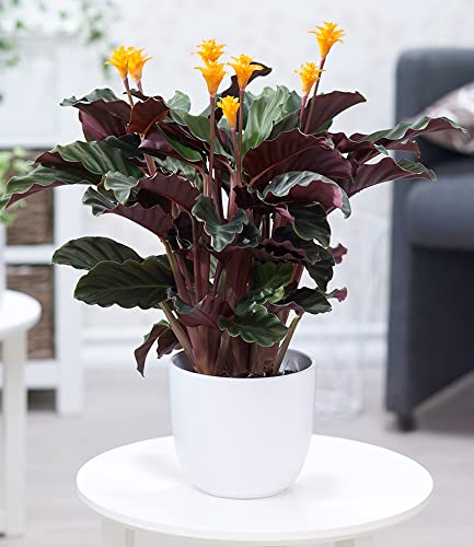 BALDUR Garten Calathea Crocata, 1 Pflanze Luftreinigende Zimmerpflanze, auffällige, 2-farbige Blätter, exotische Knospen, dekorativ, ideal für Innenräume & helle Standorte von BALDUR Garten
