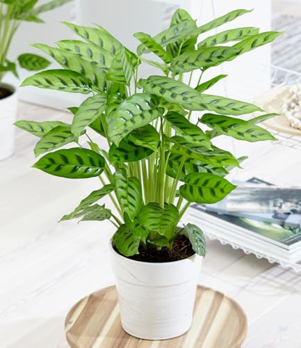 BALDUR-Garten Calathea Leopardina, 1 Pflanze, mehrjährig - frostfrei halten, pflegeleicht, luftreinigend, auffällig gemusterte Blätter, Dschungel-Feeling für die Wohnung von BALDUR Garten