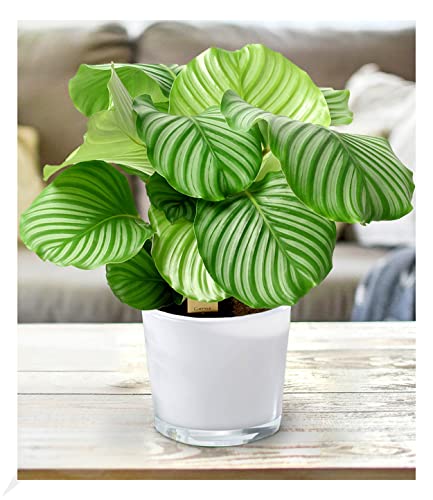 BALDUR Garten Calathea orbifolia im 17 cm Topf, 1 Pflanze, große Blätter, Zimmerpflanze luftreinigend, verbessert das Raumklima, Grünpflanze, mehrjährig - frostfrei halten von BALDUR Garten