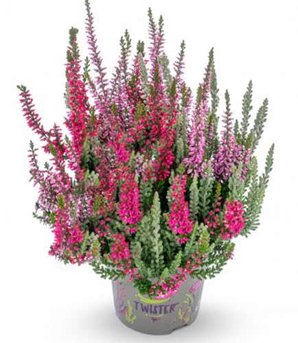 BALDUR Garten Calluna Knospenheide 'Fluffy® Twister®', 13 cm-Topf,1 Pflanze, Calluna vulgaris, winterhart, mehrjährig, immergrün, widerstandsfähig, pflegeleicht, Sommerheide, Besenheide, Herbstblüher von BALDUR Garten