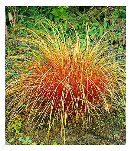 BALDUR Garten Carex 'Bronze Reflection' Segge winterharte Staude, 3 Pflanzen Ziergräser, Schmuckgras, mehrjährig, pflegeleicht, Wasserbedarf gering, Carex comans von BALDUR Garten