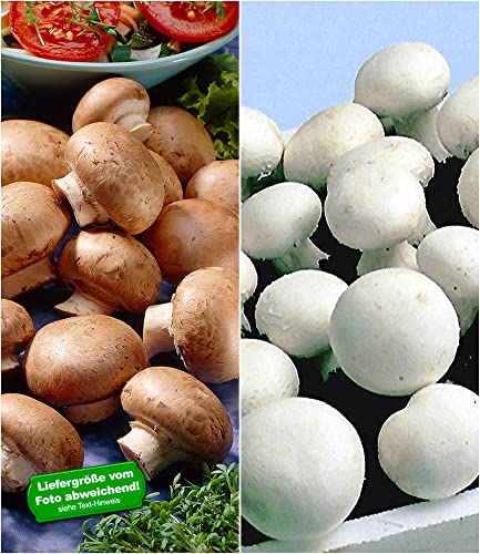 BALDUR Garten Champignon-Kultur Kollektion, 2 Sets Braune Steinchampignons und Weiße Edel-Champignons Champignonkultur Pilze Pilzkultur von BALDUR Garten