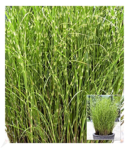 BALDUR Garten Chinaschilf Zebragras, 1 Pflanze, Miscanthus zebrinus strictus Chinagras, aufälliges Ziergras, winterharte Staude, mehrjährig, Schnittblume von BALDUR Garten