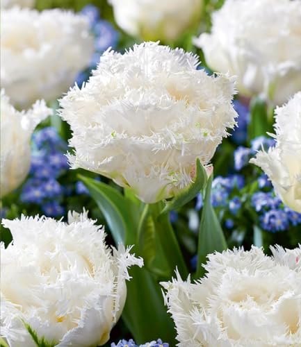 BALDUR Garten Crispa-Tulpe 'White Honeymoon',8 Zwiebeln, edle Blüten mit gezackten Rändern, standfeste Gartentulpe, mehrjährig & winterhart, pflegeleicht von BALDUR Garten