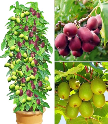 BALDUR Garten DUO-Kiwi-Turm-Kollektion, 1 Kens Red + Befruchter Nostino und 1 Issai Pflanzen Actinidia arguta winterhart, reiche Ernte an großen Früchten von BALDUR Garten