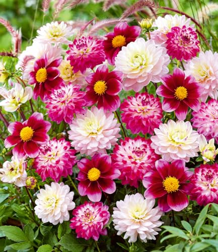 BALDUR-Garten Dahlien-Mix 'Candy Cottage', 3 Knollen, Dahlia, mehrjährig - frostfrei halten, pflegeleicht, beeindruckende Blütenpracht, lange Blütezeit von BALDUR Garten