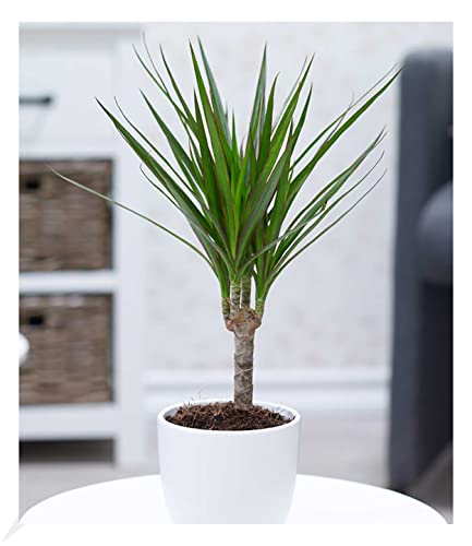 BALDUR Garten Dracena "Marginata" ca. 35-45 cm hoch, 1 Pflanze, Luftreinigende Zimmerpflanze, unterstützt das Raumklima, Drachenbaum Zimmerpflanze, mehrjährig - frostfrei halten von BALDUR Garten