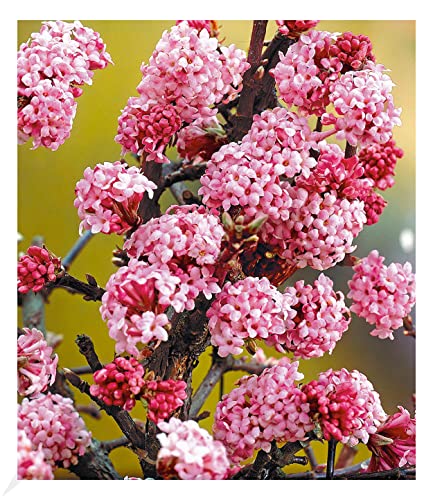 BALDUR Garten Duft-Schneeball "Dawn", 1 Pflanze, Viburnum bodnantense Winterschneeball, winterhart, mehrjährig, pflegeleicht, blühend, Vanillie Duft, anspruchslose Pflanze von BALDUR Garten