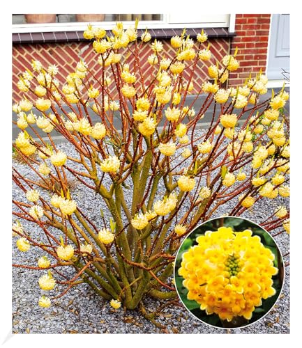 BALDUR Garten Edgeworthia Grandiflora, 1 Pflanze, winterhart, mehrjährig, blühend, duftend, Edgeworthia chrysantha, Zierstrauch, japanischer Papierbusch, BALDUR Garten Edgeworthia Grandiflora, 1 Pflanze, winterhart, mehrjährig, blühend, duftend, Edgeworthia chrysantha, Zierstrauch, japanischer Papierbusch, von BALDUR Garten