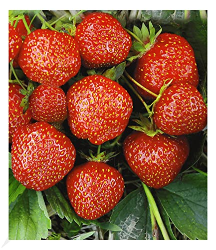 BALDUR Garten Erdbeere Hummi®´s 'Sengana Selektion', 6 Pflanzen Fragaria, selbstfruchtend, winterhart, extra lange & starke Ranken, Fragaria x ananassa von BALDUR Garten