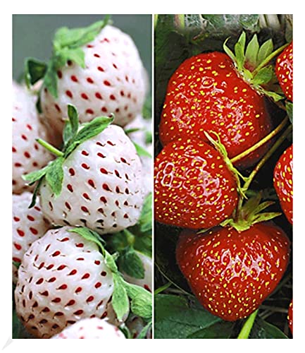 BALDUR Garten Erdbeeren-Raritäten-Kollektion', 9 Pflanzen, Sengana Selektion & 'Natural White®, Fragaria, winterhart, mehrjährig, Ananas-Erdbeere, Erdbeerpflanze, befruchten sich gegenseitig von BALDUR Garten