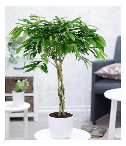 BALDUR Garten Ficus Amstel King mit geflochtenem Stamm ca. 100-110 cm hoch, 1 Pflanze, Luftreinigende Zimmerpflanze, unterstützt das Raumklima, Langblättrige Feige, mehrjährig - frostfrei halten von BALDUR Garten