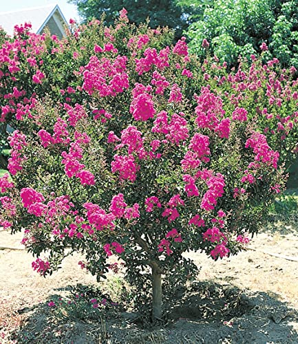 BALDUR Garten Flieder des Südens, 1 Pflanze, Lagerstroemia indica Kreppmyrte winterhart, für Standort in der Sonne geeignet, blühend, sehr pflegeleicht und resistent gegen Krankheiten von BALDUR Garten