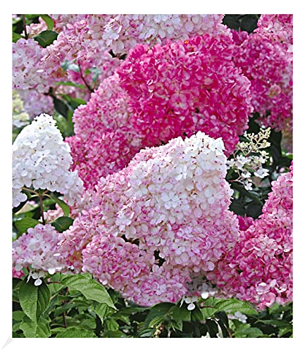 BALDUR Garten Freiland-Hortensie "Vanille Fraise®" im 2-Liter, 1 Pflanze, Hydrangea paniculata, winterhart, blühend, Schnittblume, pflegeleicht, Rispenhortensie von BALDUR Garten